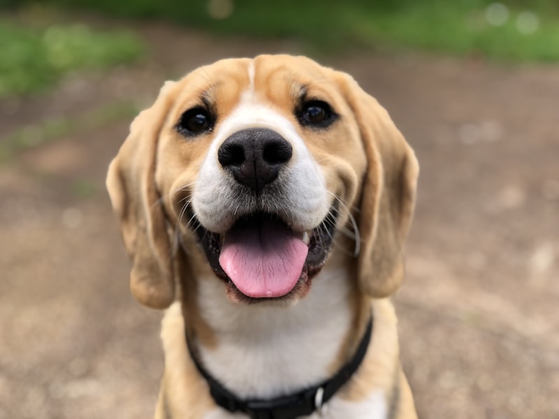 Perro feliz