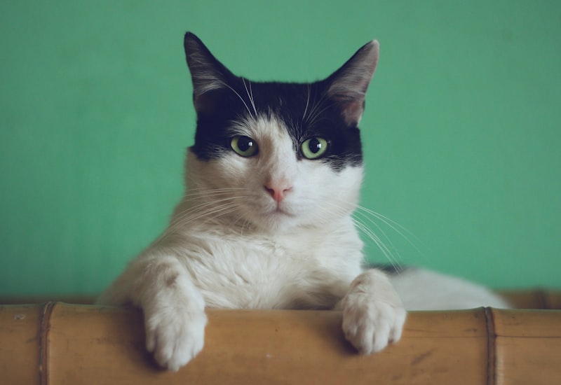Gato