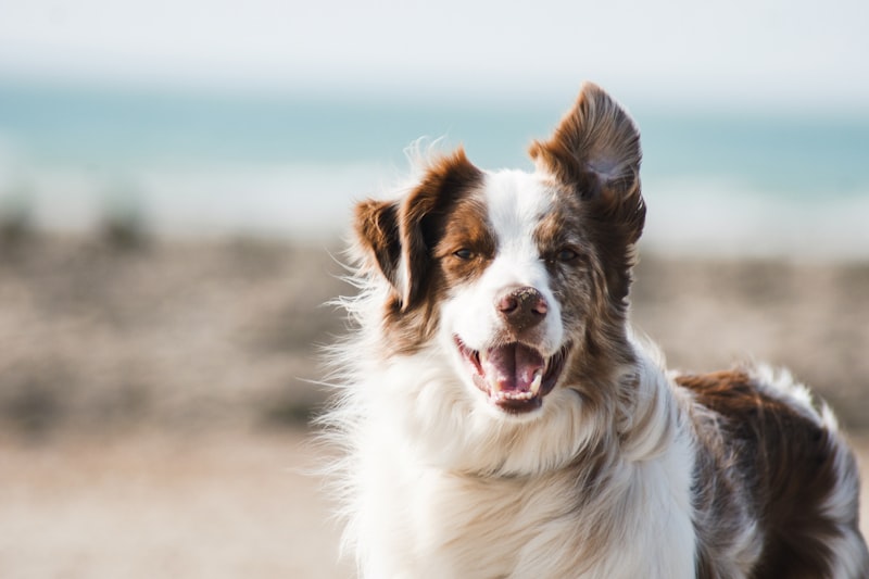 Perro sonriente