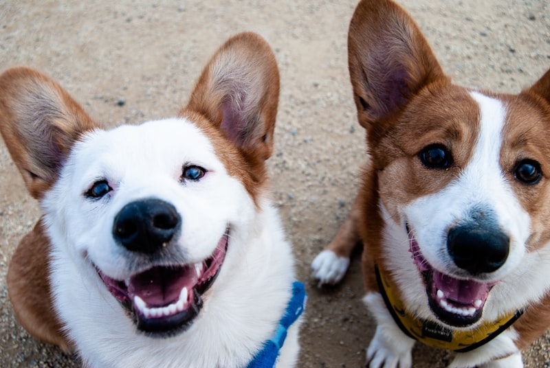 Peluquería canina