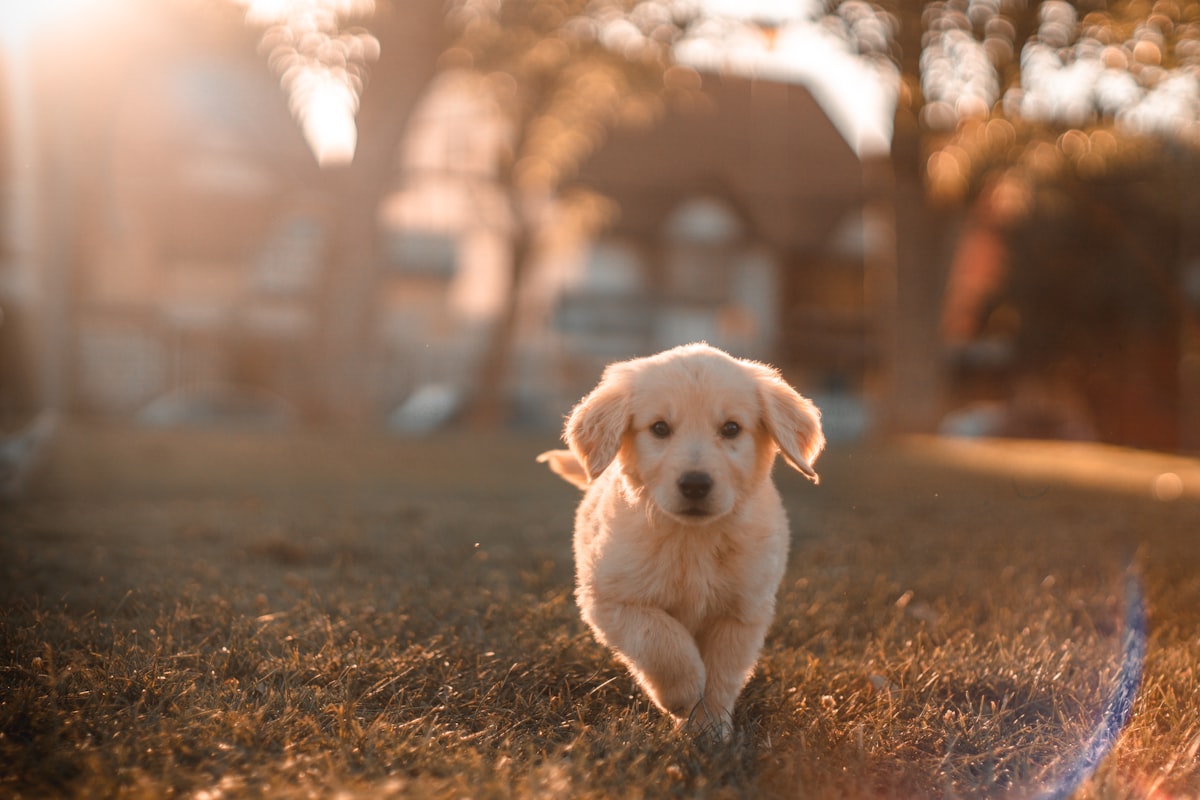Cachorro feliz en la clínica